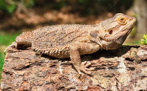 Bebaarde draak buiten oog natuur dieren Stockfoto © sbonk