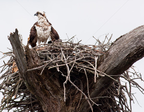 Nest Baum Vogel Tier Freien Stock foto © sbonk