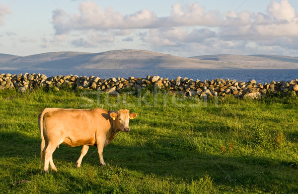 Cow Stock photo © sbonk