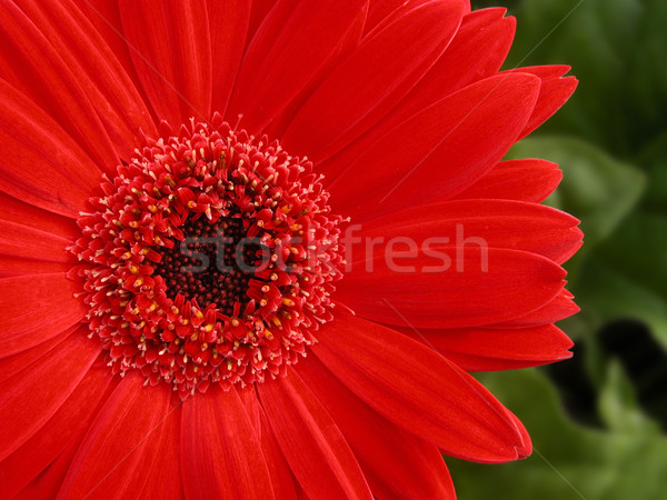 Gänseblümchen Natur rot Anlage Pflanzen Stock foto © sbonk