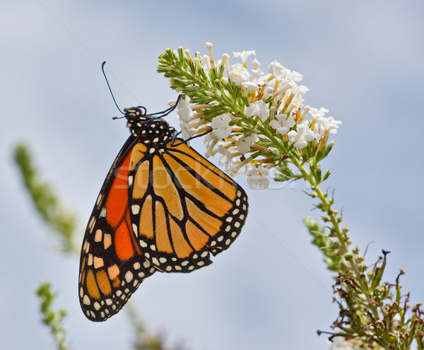 Stock foto: Schmetterling · Blume · Garten · schwarz · Farbe · Tier