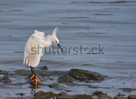 Snowy Egret Stock photo © sbonk