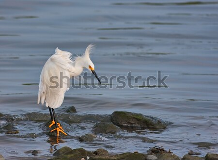 Felsen Wasser Natur Vogel rock See Stock foto © sbonk