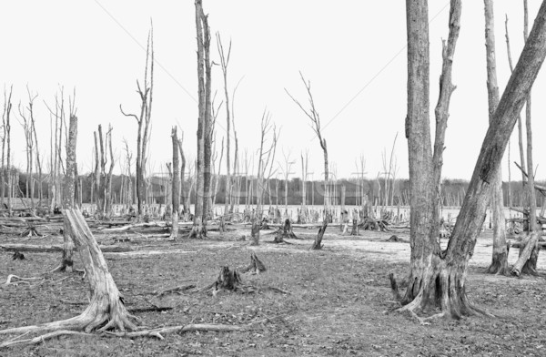 Muertos árboles forestales alrededor lago bajo Foto stock © sbonk