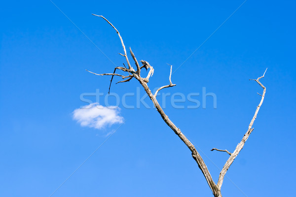 Himmel Baum Wolke toter Baum blauer Himmel weiß Stock foto © sbonk