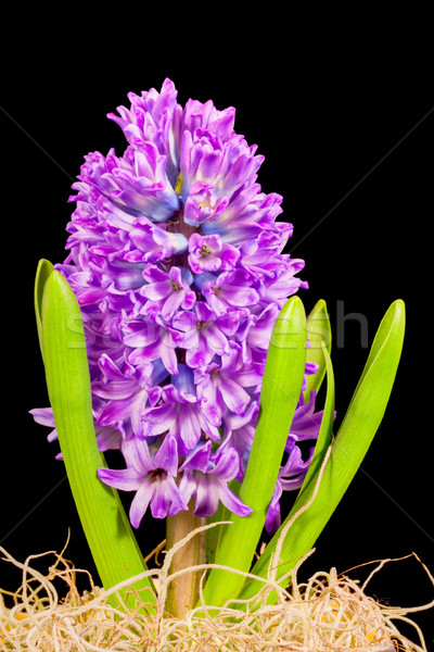 Hyazinthe isoliert schwarz Blumen Anlage lila Stock foto © sbonk