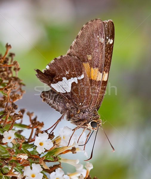 Silver-Spotted Skipper Butterfly Stock photo © sbonk