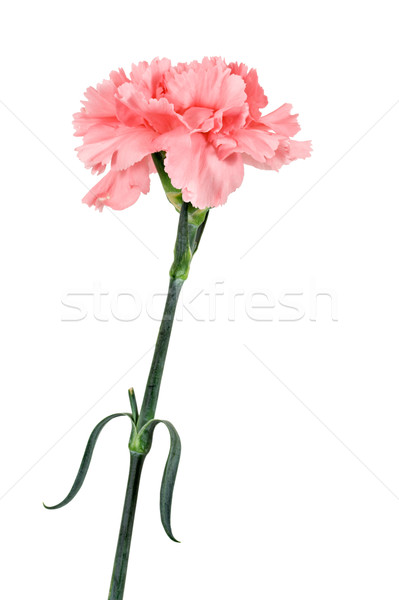 Rosa clavel tallo retrato formato aislado Foto stock © sbonk