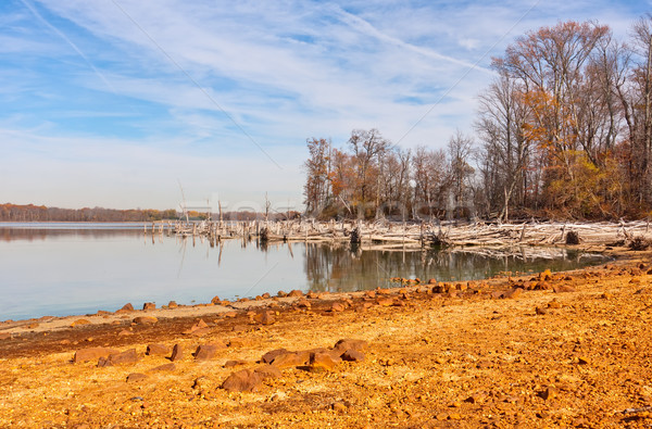 Martwych drzew około jezioro złota kolorowy Zdjęcia stock © sbonk