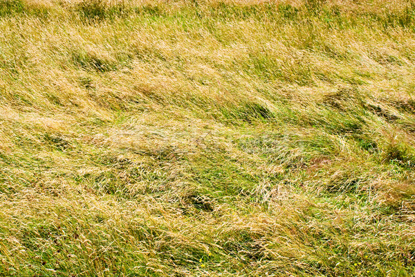 Field of Tall Grass Stock photo © sbonk