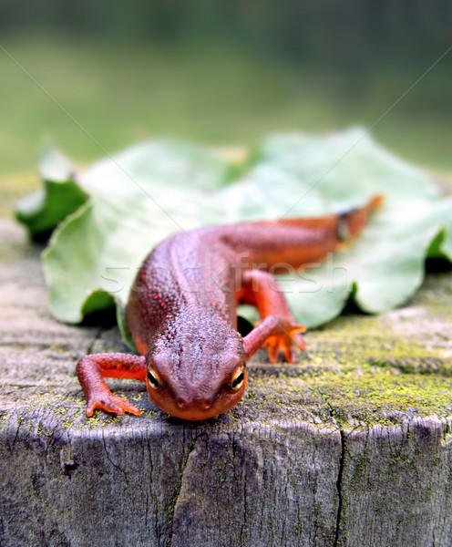 [[stock_photo]]: Arbre · nature · orange · vert · animaux · animaux