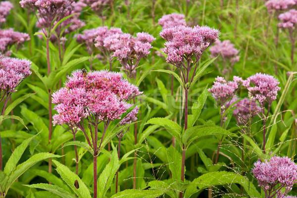 Unkraut Wildblumen zunehmend Bereich Blumen grünen Stock foto © sbonk