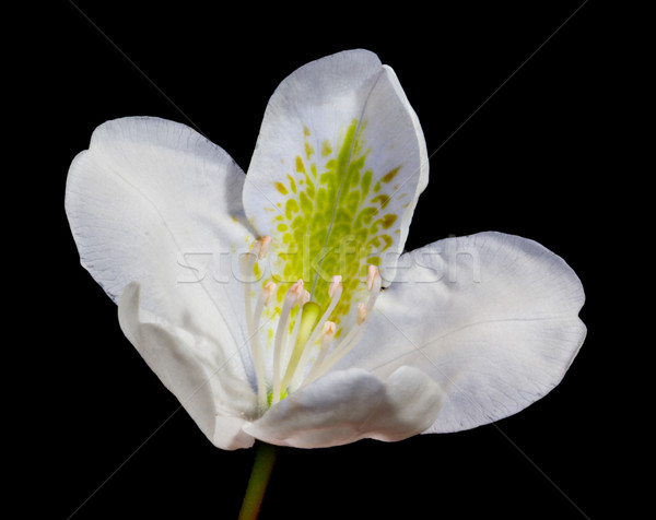 白 花 黒 花 自然 庭園 ストックフォト © sbonk
