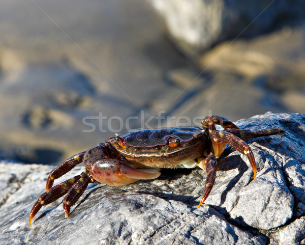 Soft Shell Crab Stock photo © sbonk