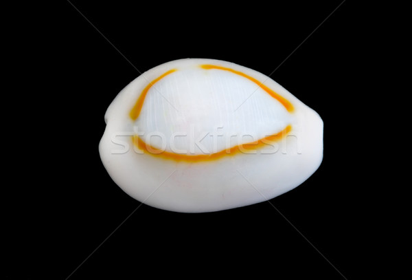 Muschel schwarz isoliert Textur Natur Ozean Stock foto © sbonk
