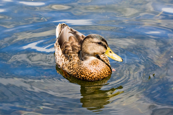 Ente See Vögel Schwimmen Tier schwimmen Stock foto © sbonk