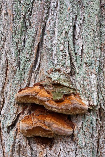 Fungo prateleira árvore floresta natureza Foto stock © sbonk