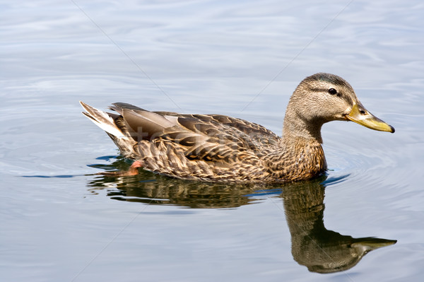 Mallard Duck Stock photo © sbonk