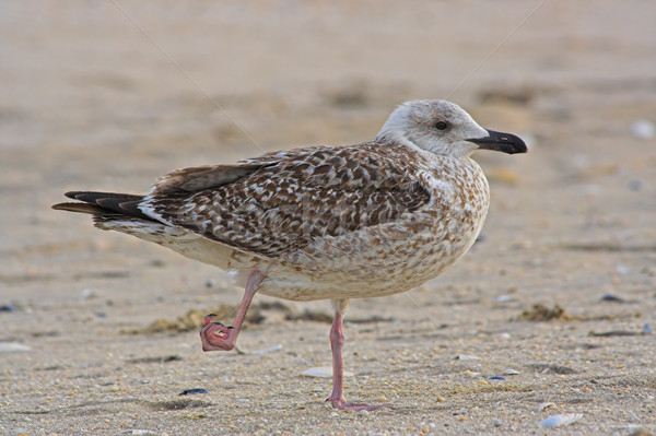 Stockfoto: Voet · New · Jersey · strand · gewond · zand · veer