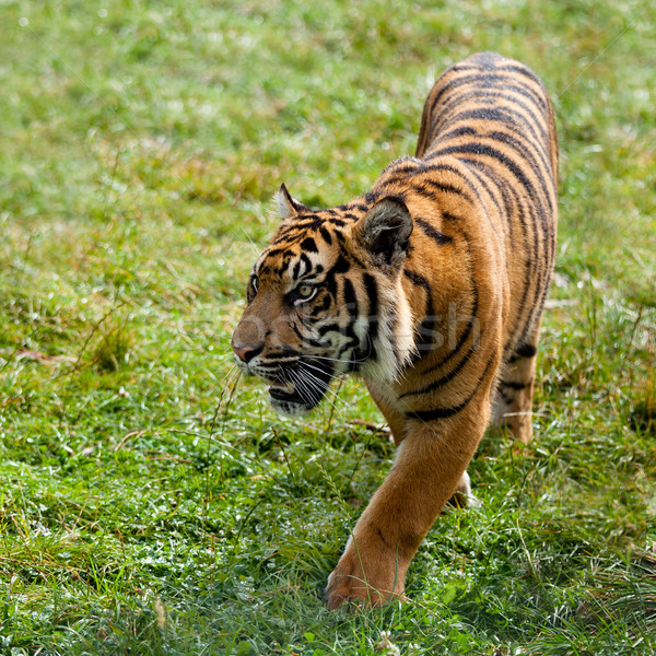 Sumatran Tiger Pacing Through Grass Stock photo © scheriton