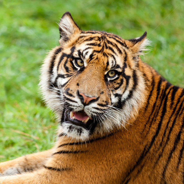 Testa shot la tigre di sumatra capelli tigre ambiente Foto d'archivio © scheriton
