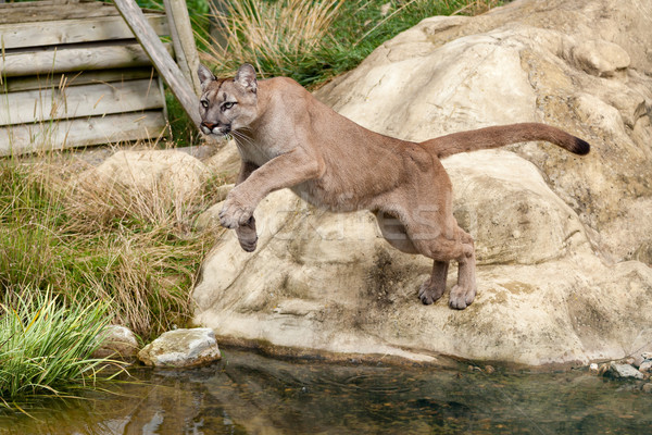 Puma Leaping Off a Rock over Water Stock photo © scheriton