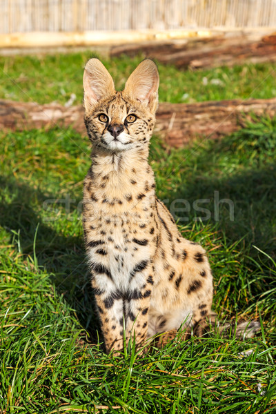 Serval Kitten Sitting Looking Upwards Stock photo © scheriton