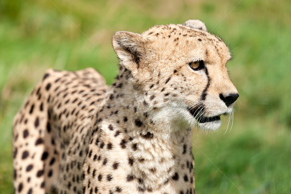 Foto stock: Lado · retrato · leopardo · grama · verde · acelerar