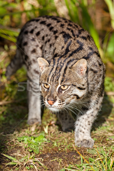 Fishing Cat Prowling in Afternoon Sunshine Stock photo © scheriton