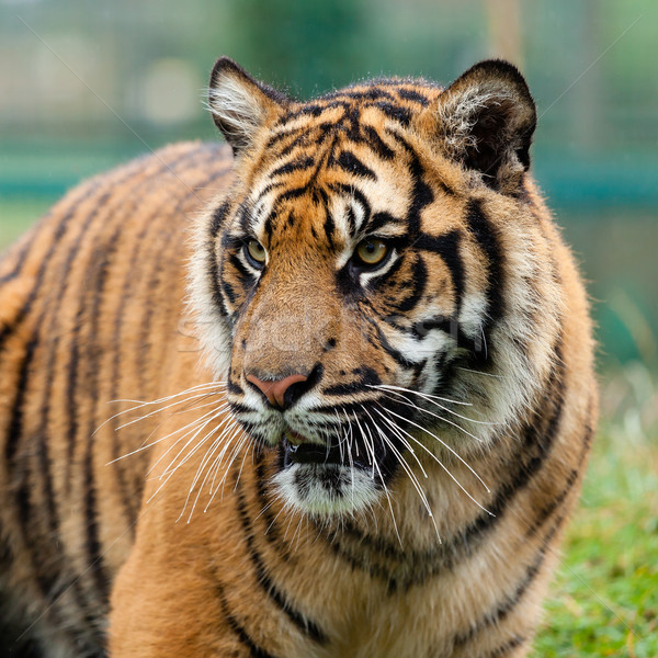 Fej lövés gyönyörű szumátrai tigris erő minta Stock fotó © scheriton