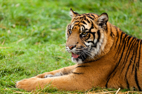 Portrait of Sumatran Tiger Lying Down Stock photo © scheriton