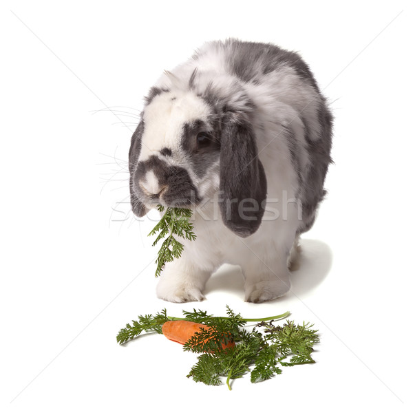 Cute Grey and White Rabbit eating Carrot and Greens Stock photo © scheriton