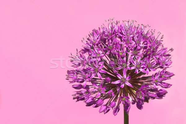 Purple Budding Allium Flower Stock photo © scheriton