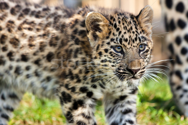 Close up of Cute Baby Amur Leopard Cub Stock photo © scheriton