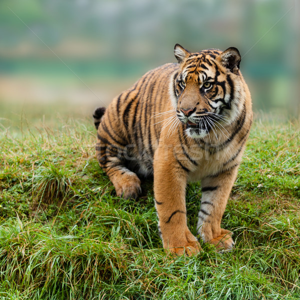 Fiatal szumátrai tigris ül füves bank tigris Stock fotó © scheriton