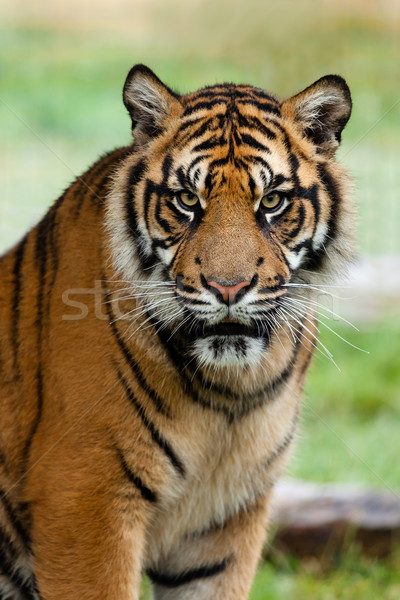 Portré gyönyörű szumátrai tigris erő minta környezet Stock fotó © scheriton