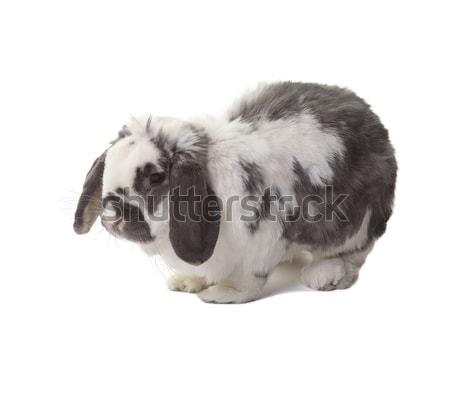 Cute Grey and White Bunny Rabbit Standing Facing Left On White Stock photo © scheriton