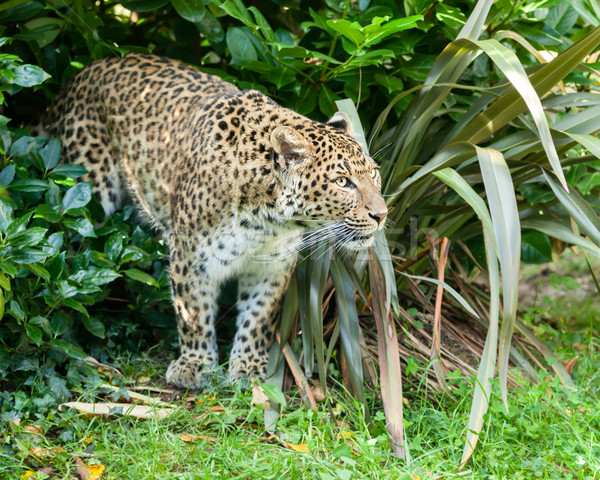 Norte chinês leopardo arbusto natureza belo Foto stock © scheriton