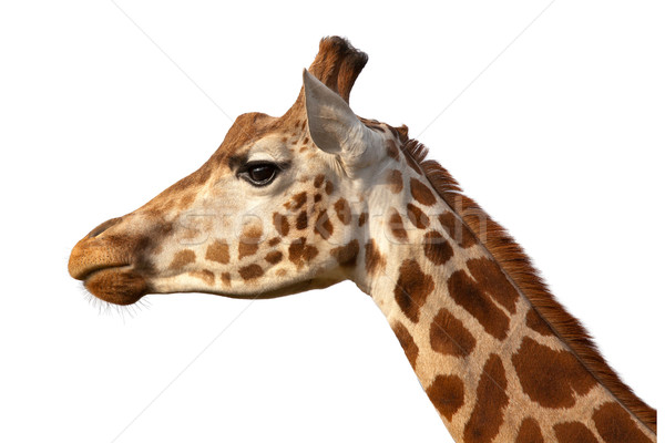 Giraffe Head Shot Profile Close Up Stock photo © scheriton