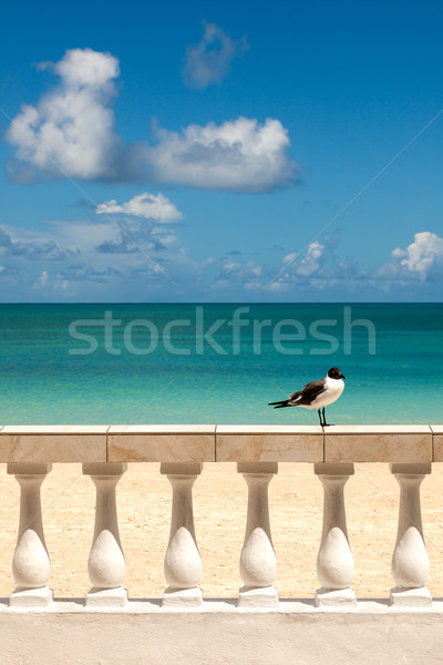 Sunny Tropical Seashore with Gull Sitting on Fence Stock photo © scheriton