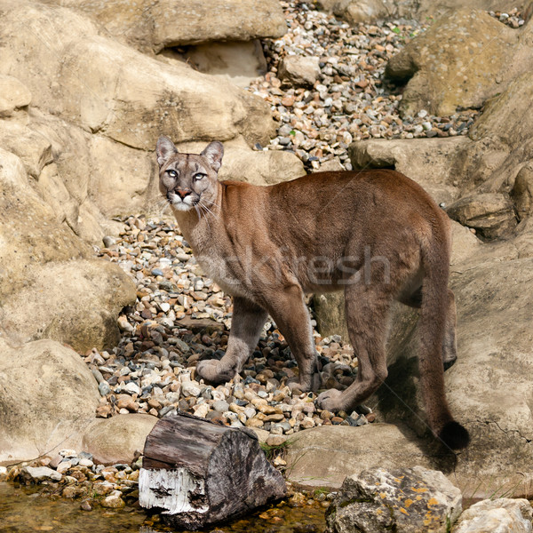 Puma Camouflaged on Rocks Looking Up Stock photo © scheriton