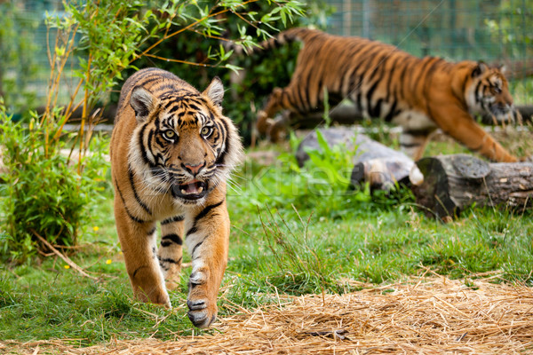 Two Young Sumatran Tigers Running and Playing Stock photo © scheriton