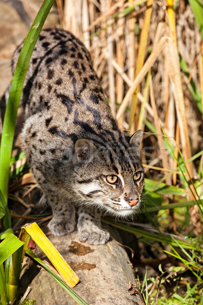 Fishing Cat Stalking through Long Grass Stock photo © scheriton