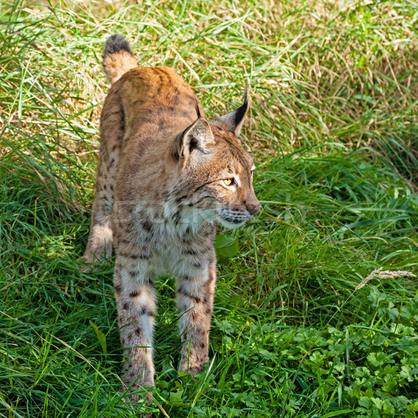 Eurasian Lynx Standing in the Grass Stock photo © scheriton