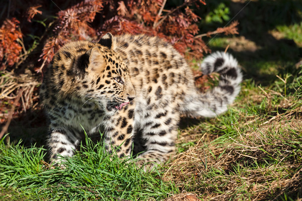 Aranyos baba leopárd medvebocs néz váll Stock fotó © scheriton