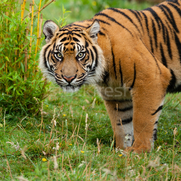 Hoofd shot sumatraanse tijger gras tijger macht Stockfoto © scheriton