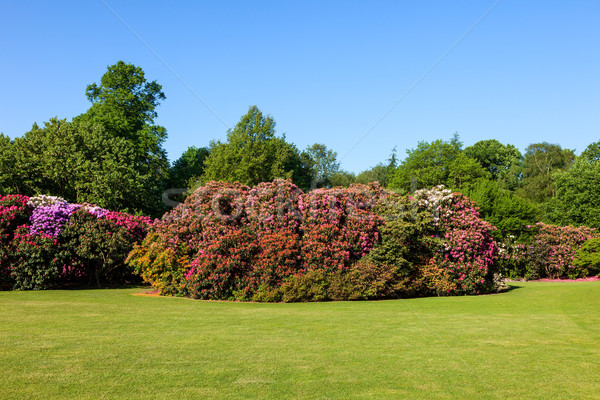 Colorful Rhododendron Bushes in Lush Sunny Garden Blue Sky Stock photo © scheriton