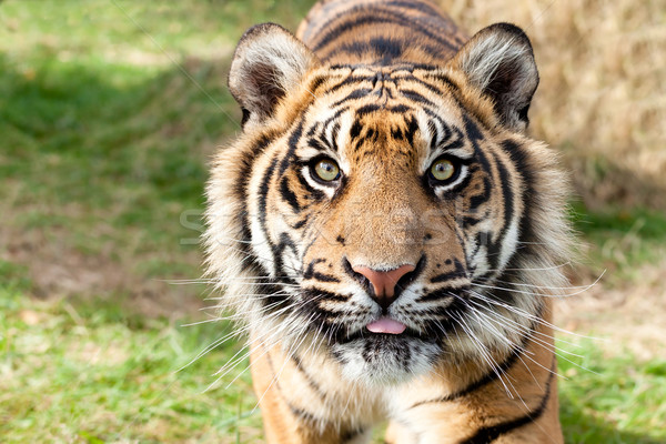 Close up Head Shot of Sumatran Tiger Stock photo © scheriton