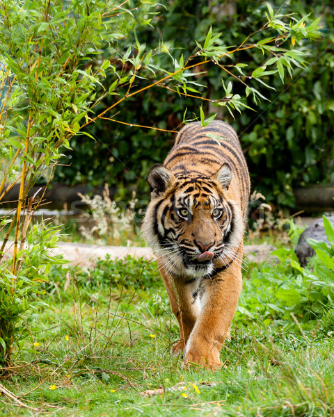 Sumatran Tiger Licking Lips Framed by Greenery Stock photo © scheriton