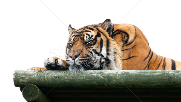 Stock photo: Sumatran Tiger Sleeping on Wooden Platform Isolated